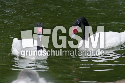 Schwarzhalsschwanschwan (4 von 7).jpg